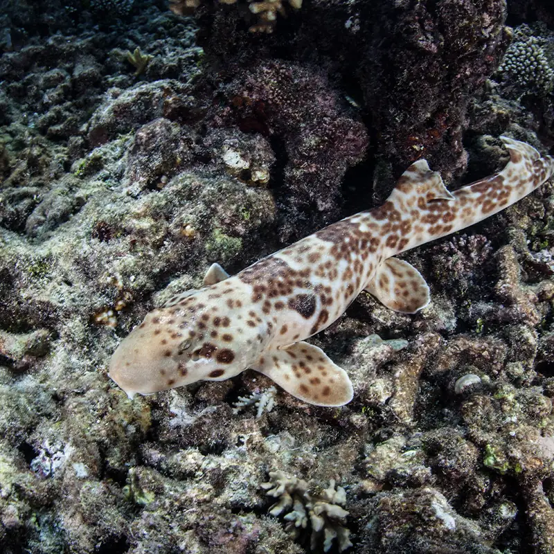 A epaulette shark, also known as a walking shark, crawls across the seafloor of Raja Ampat, Indonesia.