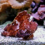 A leaf scorpionfish resting on a the bottom of an aquarium habitat along a sandy and rocky substrate.