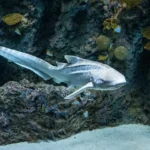 An Indo-Pacific leopard shark swimming in The Reef habitat the Seattle Aquarium Ocean Pavilion.