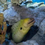 Moray eel resting inside in a rocky den area of The Reef habitat at the Seattle Aquarium Ocean Pavilion.