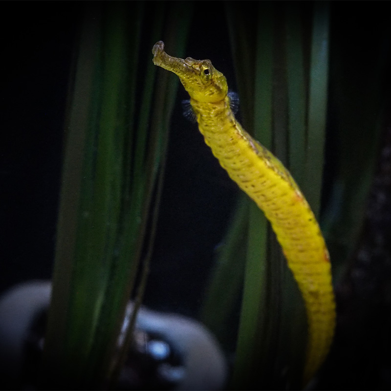 Pipefish swimming in a habitat at the Seattle Aquarium.