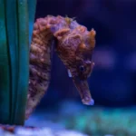 A seahorse swimming out from behind an underwater grass in its habitat at the Seattle Aquarium.