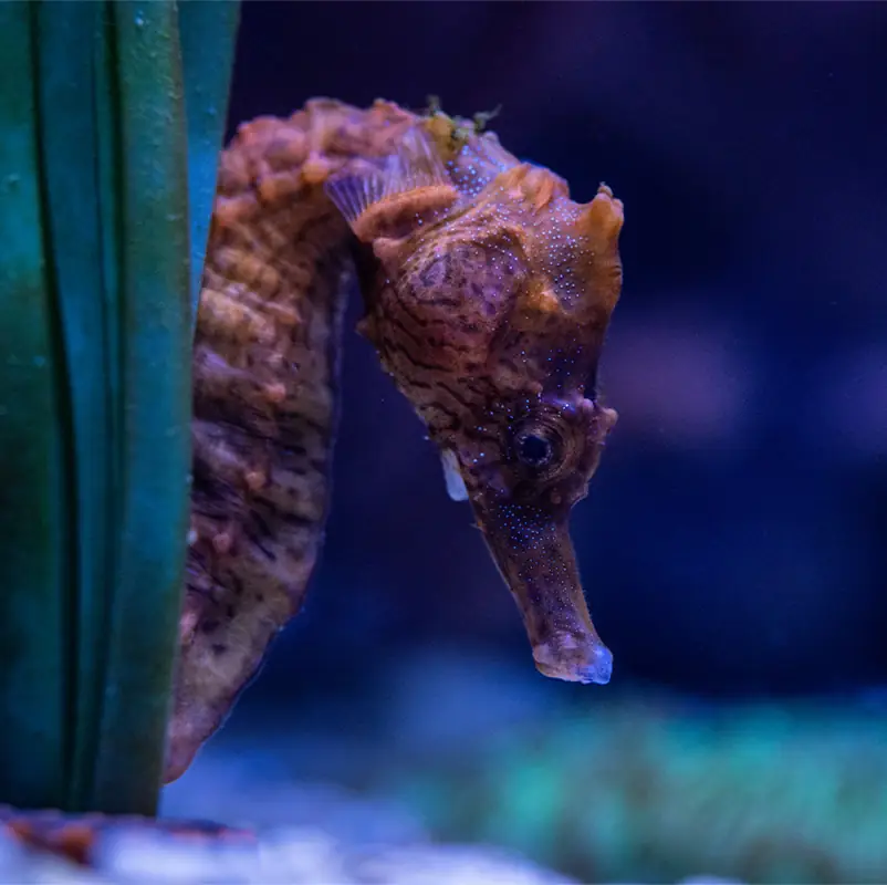 A seahorse swimming out from behind an underwater grass in its habitat at the Seattle Aquarium.