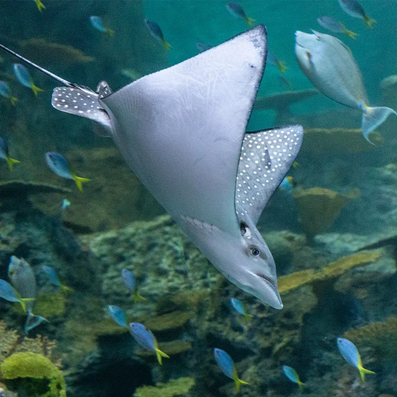 Spotted eagle ray swimming in The Reef habitat at the Seattle Aquarium Ocean Pavilion. Numerous species of tropical fish are swimming in a school behind the ray.