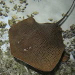 A leopard whiptail ray swimming alongside a sandy and rocky tropical ocean bottom.