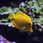 A yellow tang fish facing to the right as it swims in its habitat at the Seattle Aquarium.