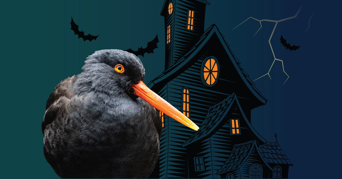 A dark blue graphic featuring a photo of a black oystercatcher over a black-and-orange illustration of a haunted house.