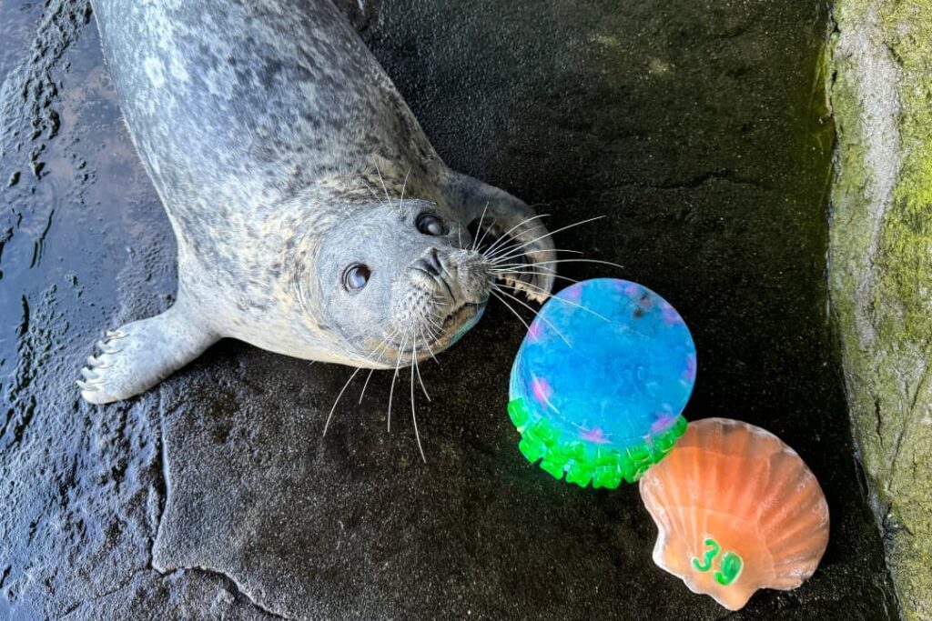 Harbor seal Barney lying down next to two ice treats and looking up into the camera.