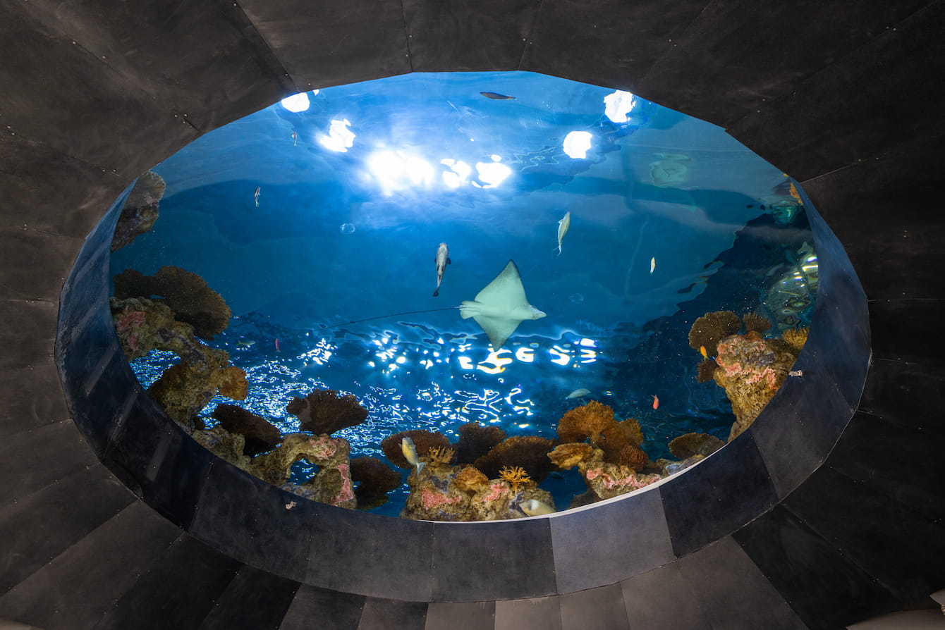 The Oculus, a large, round window looking into the Ocean Pavilion's Reef habitat. A spotted eagle ray and several schooling fish can be seen swimming through the Oculus.