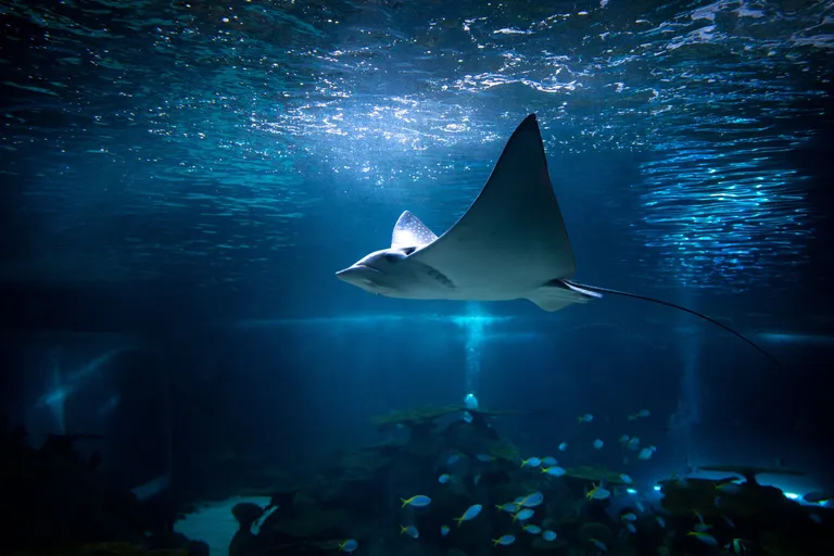 A spotted eagle ray swimming in the Ocean Pavilion's The Reef habitat.