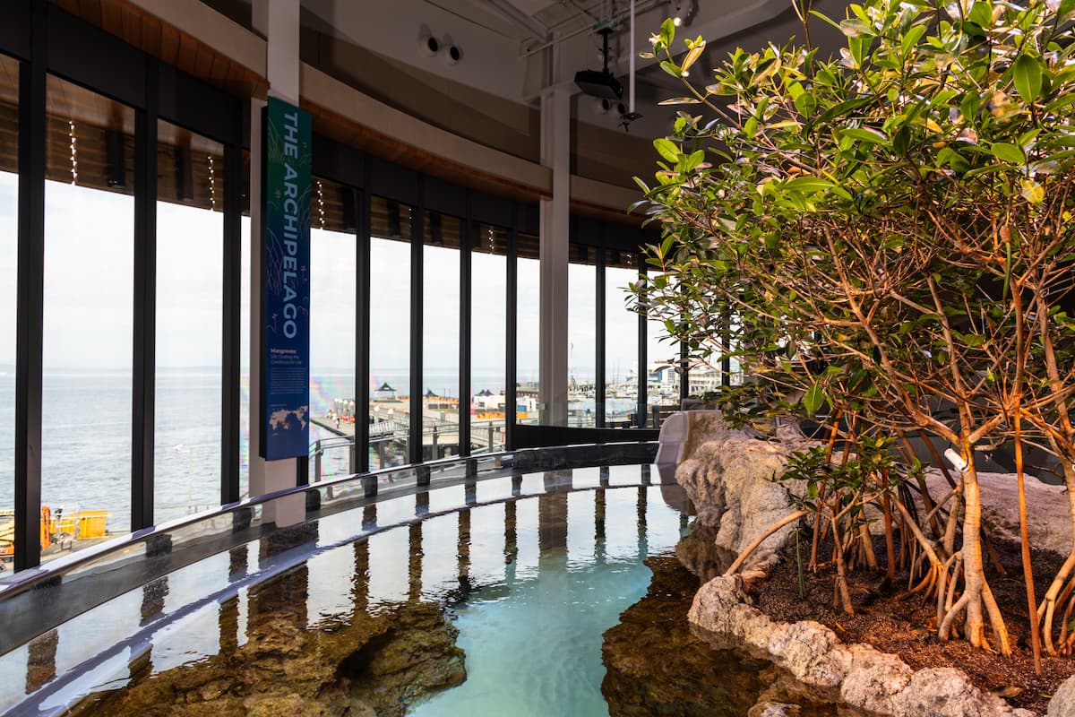 The Ocean Pavilion's Archipelago habitat. Mangrove trees populate one side of the habitat, while the other is dominated by water. Large windows looking out over the Salish Sea are in the background.