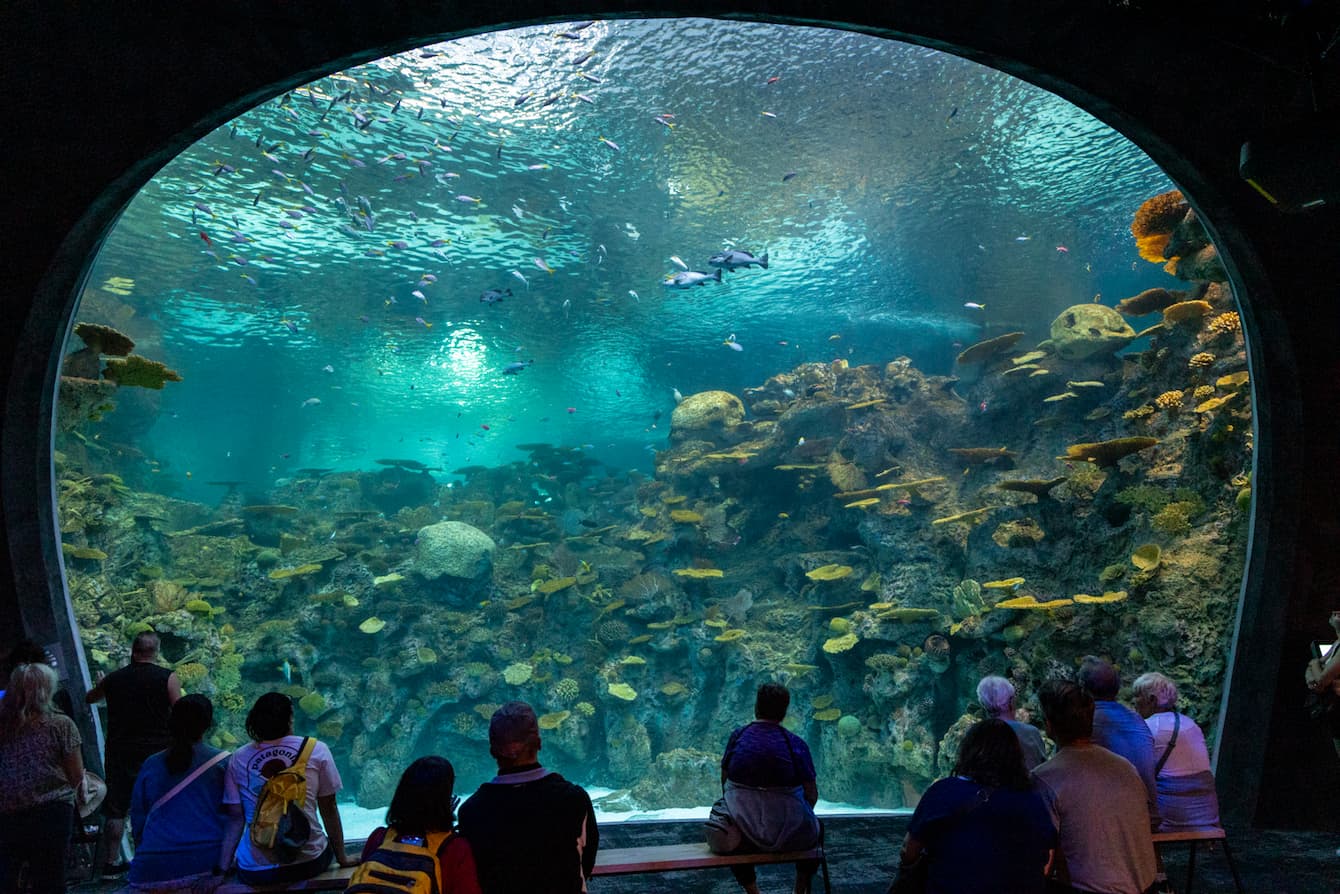 A group of people sitting on benches and looking up into The Reef, a large, multi-story habitat.