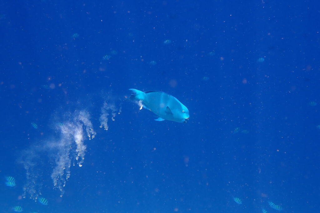 A fish swimming in the water while releasing excrement.