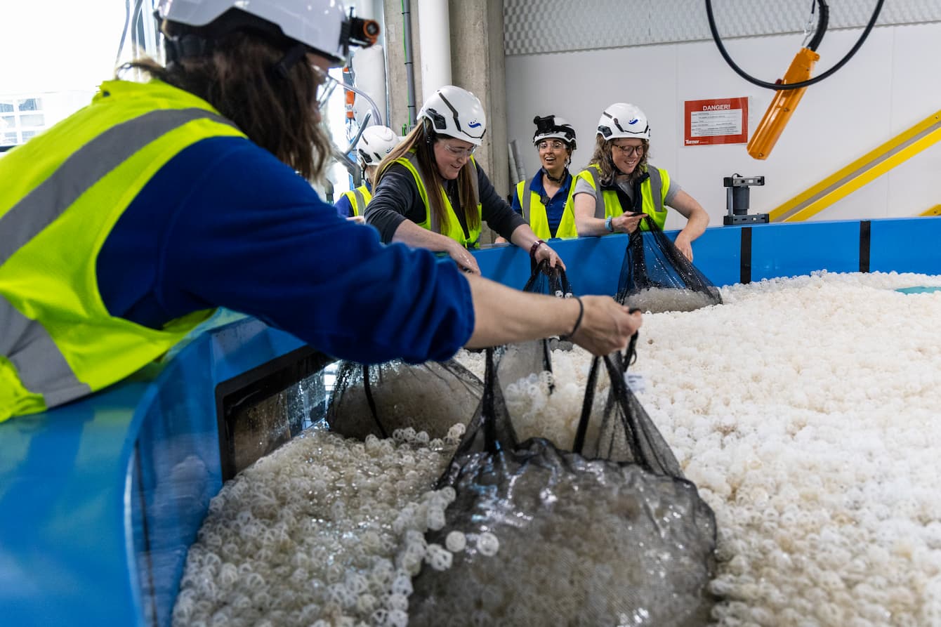 Five Seattle Aquarium staff members scooping bio balls floating in a large pool into black mesh bags.