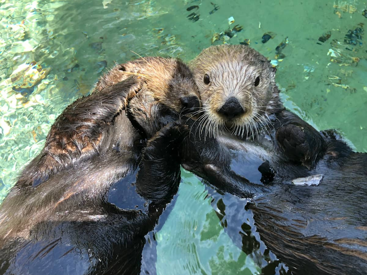 Sea otters Mishka and Sekiu floating on their backs while holding each other.