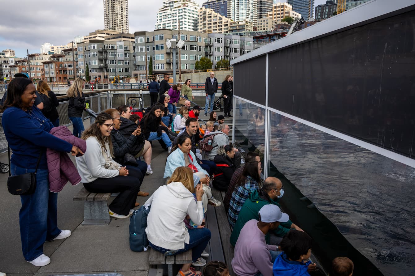 A large group of people gathered around the harbor seal habitat at the Seattle Aquarium.