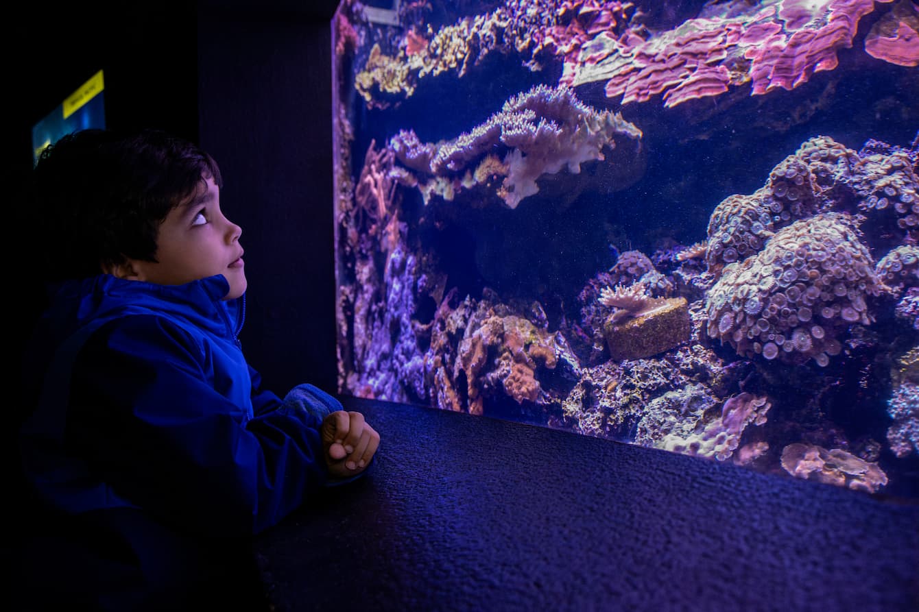 A young boy gazing up into the Seattle Aquarium's Pacific Coral Reef habitat.