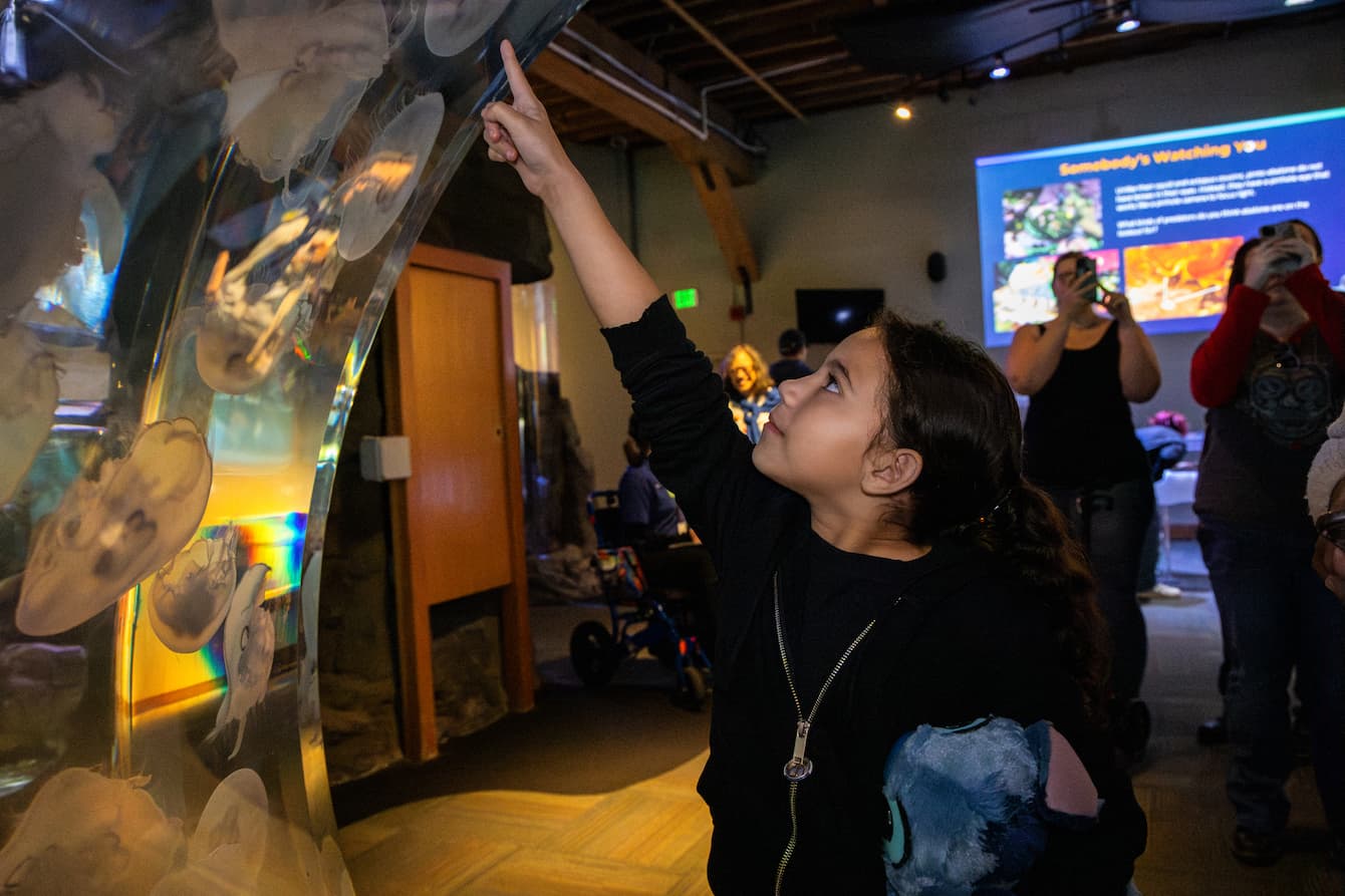 A young child pointing up at the moon jellies which inhabit the Ring of Life habitat.