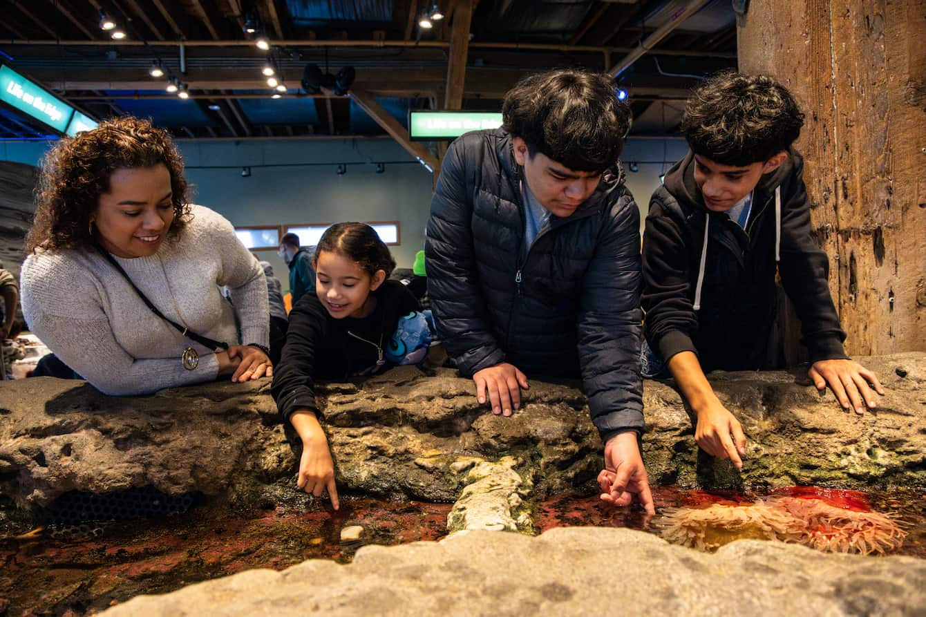 A family interacting with the Seattle Aquarium's touch pools.