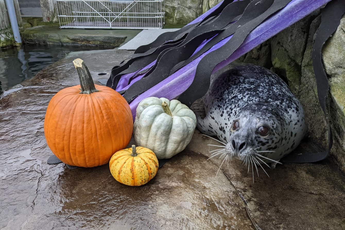 Habor seal Hogan lying next to three pumpkins in his habitat.