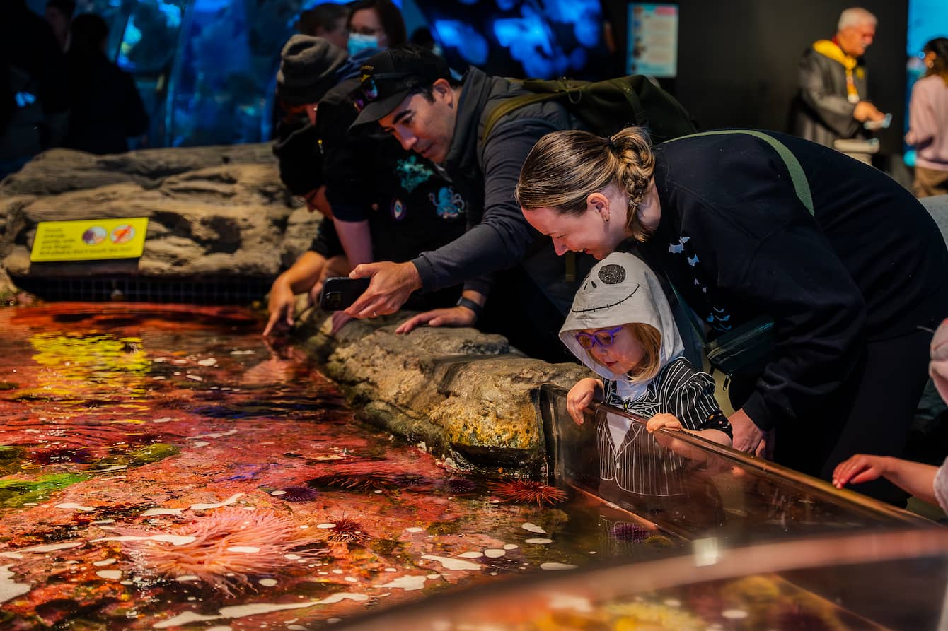 A child wearing a Jack Skellington hoodie and two adults interacting with the creatures in the Seattle Aquarium's touch pools.