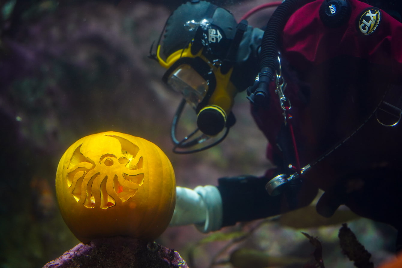 A diver carving an octopus design into a pumpkin underwater.