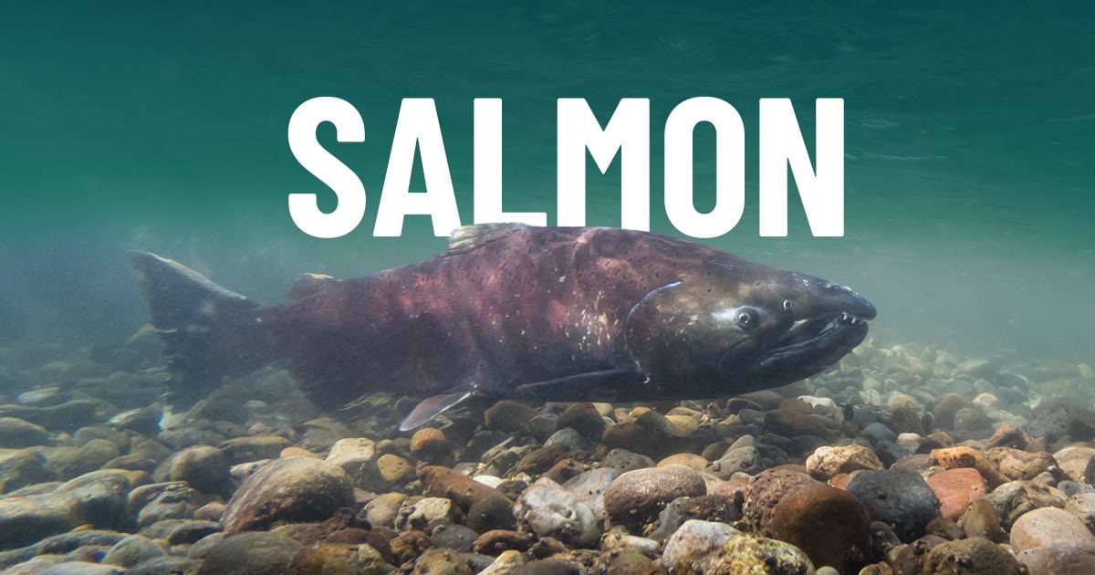 A photo of a salmon swimming along the rocky river bottom with the text 