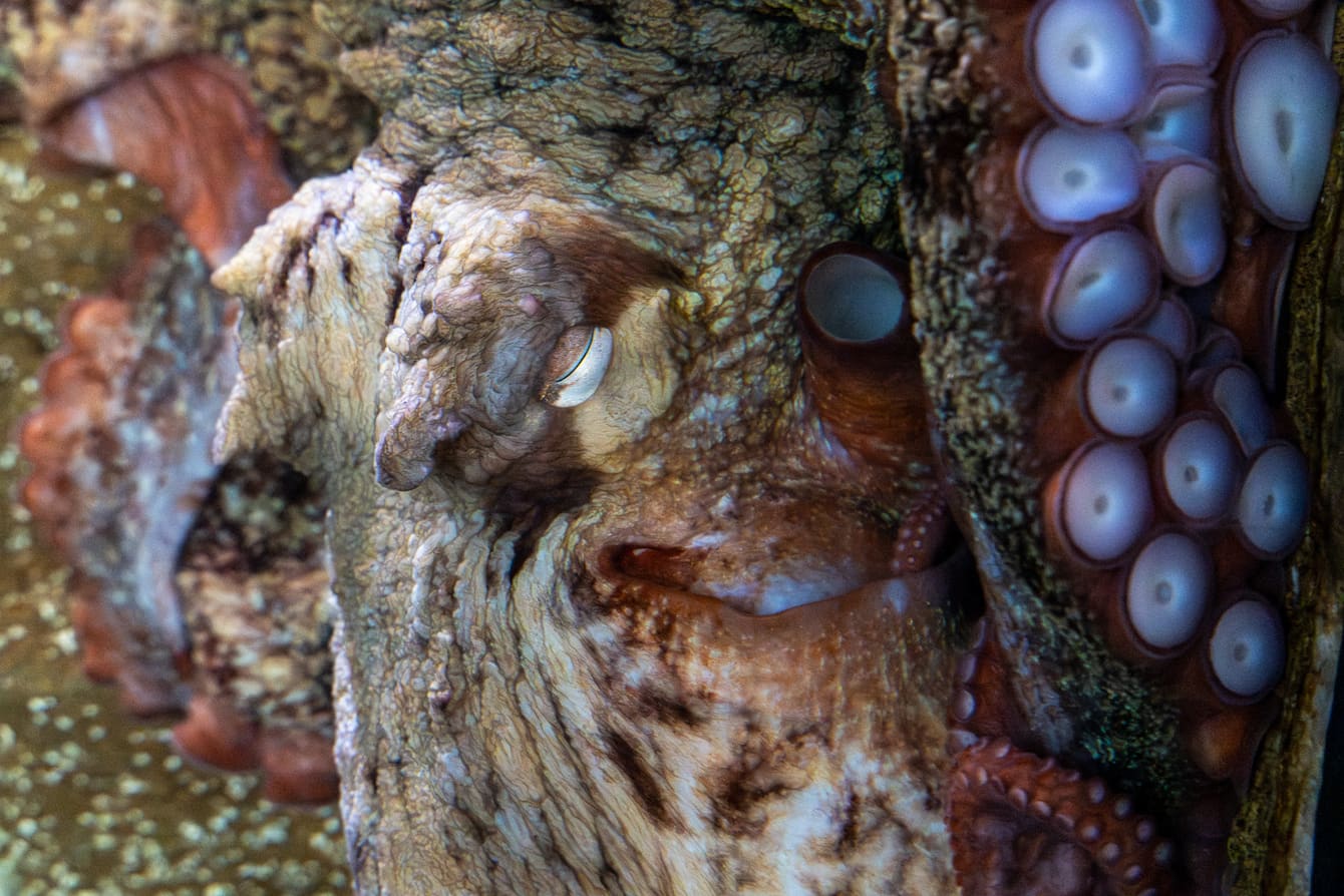 A close-up photo of sqiqələč the giant Pacific octopus, showing off her closed eye and her suckers.