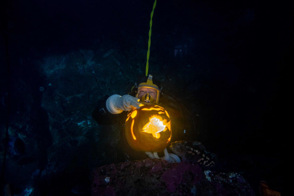 An underwater diver holding a pumpkin with a rockfish carved into it.