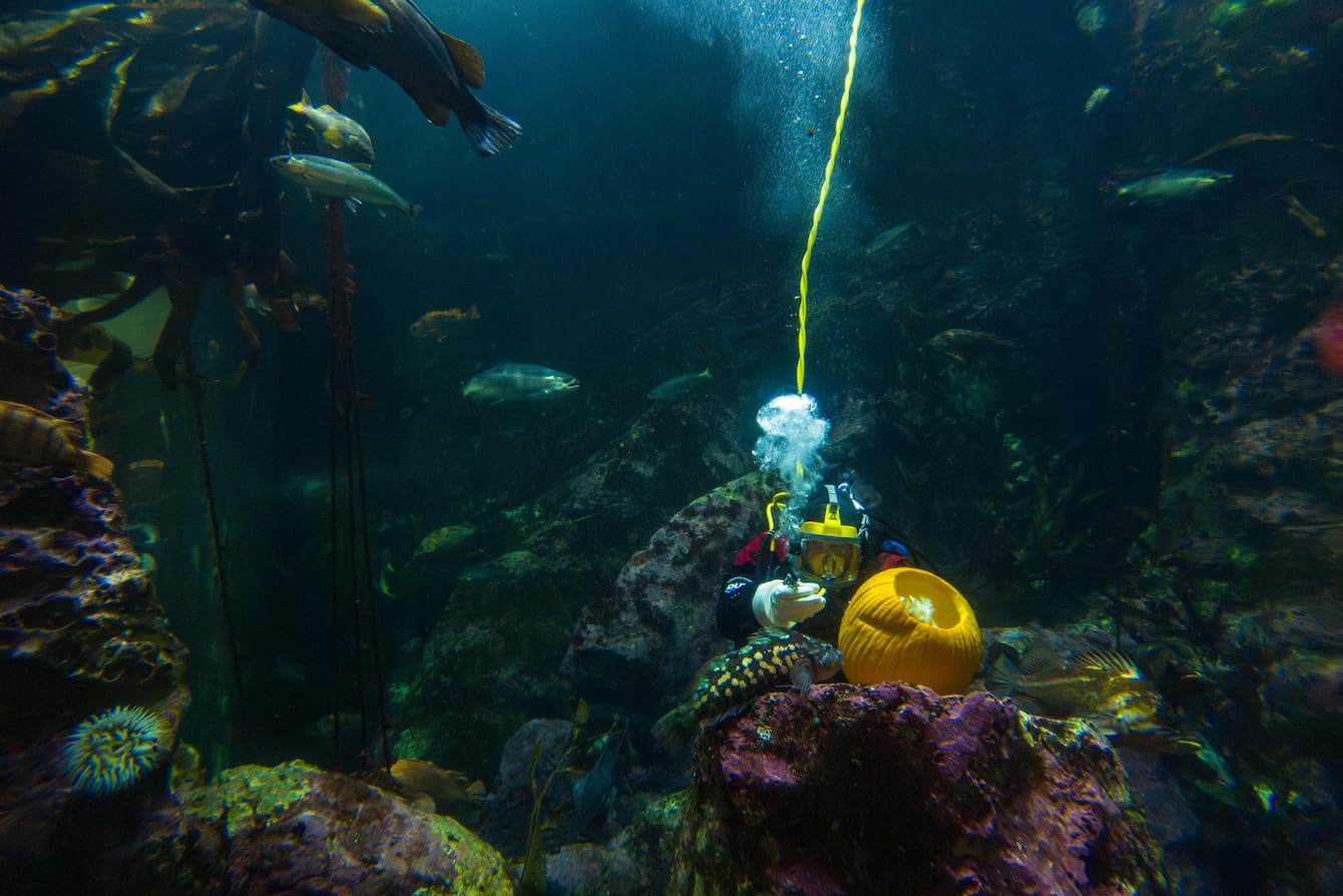 A diver carving a pumpkin underwater in the Window on Washington Waters habitat.