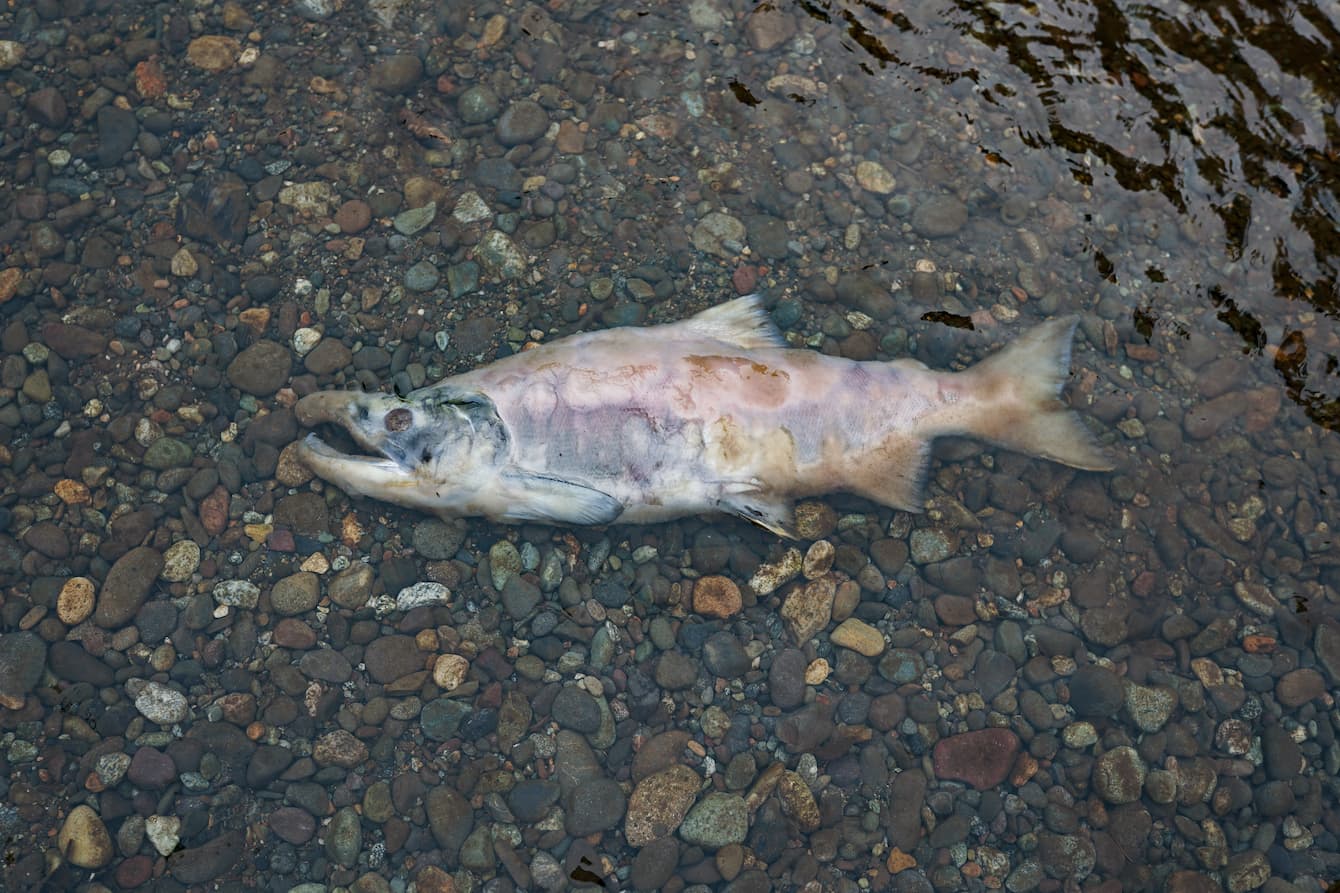 A decaying salmon corpse lying in a riverbed.