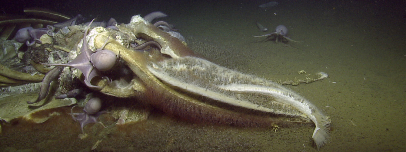 A group of octopuses feasting on a whale fall at the bottom of the ocean.