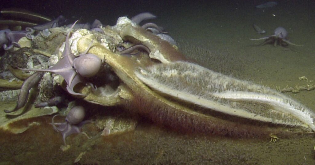 A group of octopuses feasting on a whale fall at the bottom of the ocean.