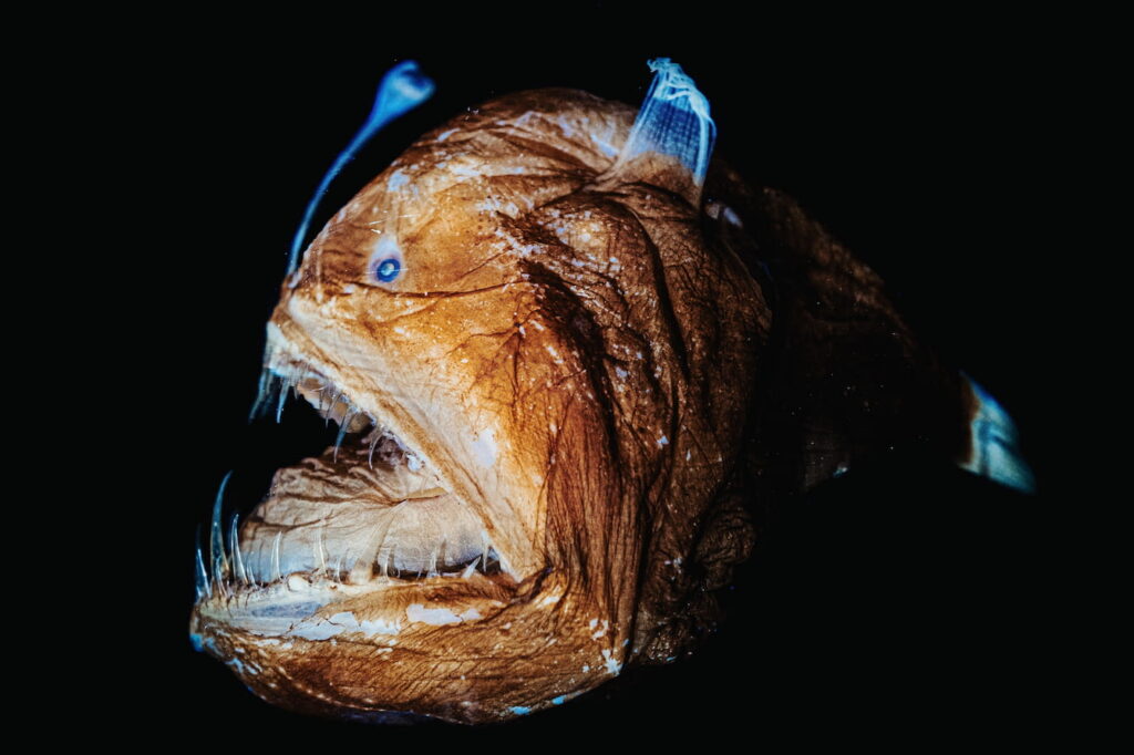 An anglerfish with its mouth slightly open facing left.