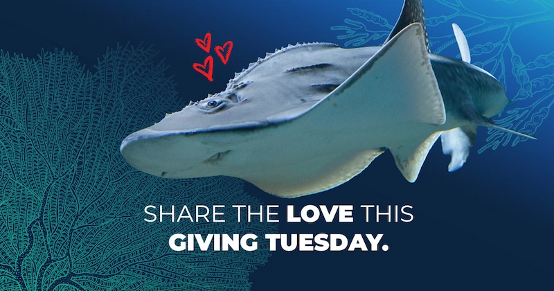 Share the love this Giving Tuesday. Photo of a bowmouth guitarfish swimming against illustrated corals. Three illustrated hearts are above its head.