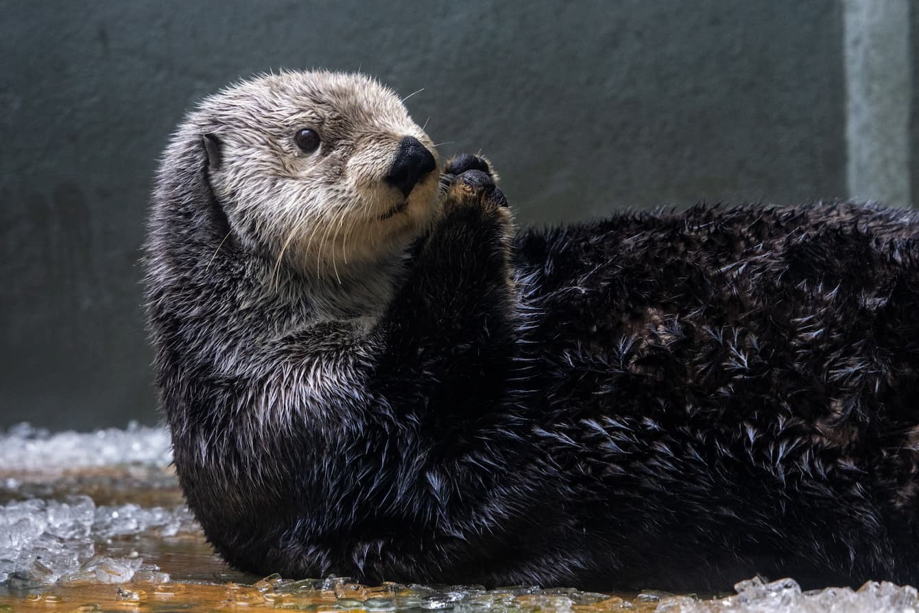 Sea otter Sekiu laying on her back and laying with ice.