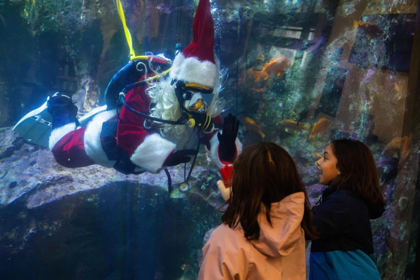 Young guests putting their hands up to and against a large glass viewing window of an underwater habitat at the Seattle Aquarium to interact with a scuba diver dressed as Santa during the Aquarium's annual Diving Santa event.