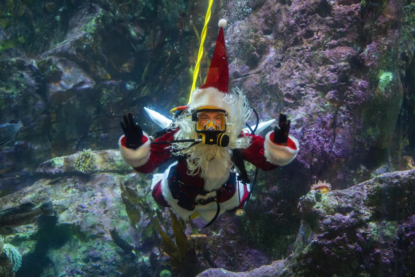 A scuba diver dressed as Santa swimming underwater and waving to the camera during the Aquarium's annual Diving Santa event.