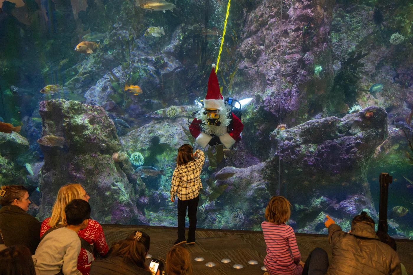 A young girl stands in front of the large glass viewing window of an underwater habitat at the Seattle Aquarium to interact with a scuba diver dressed as Santa during the Aquarium's annual Diving Santa event.