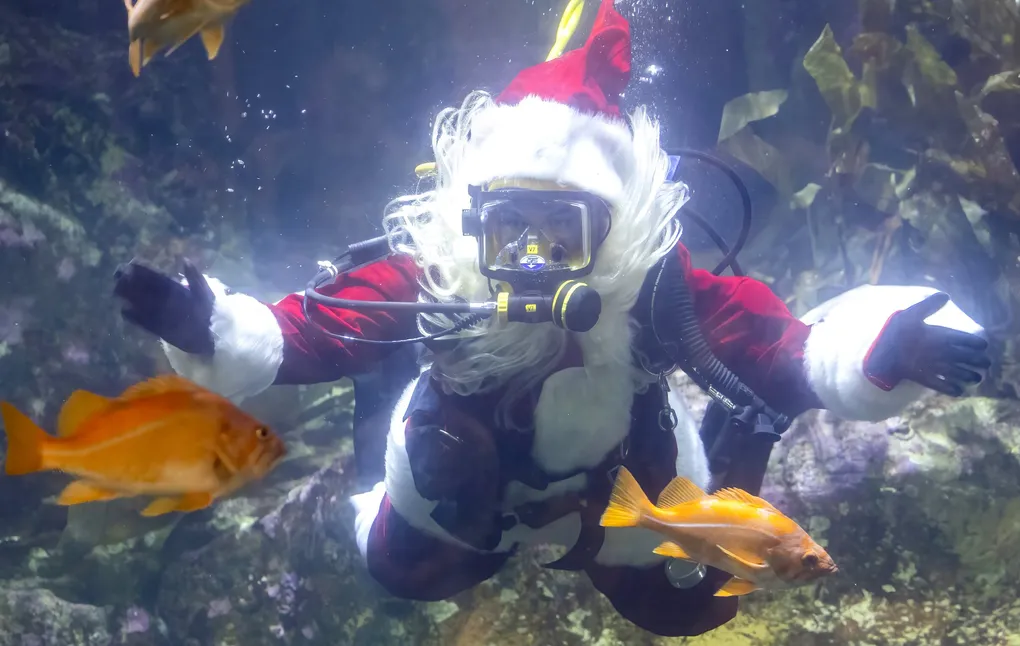 A diver dressed as Santa floating in the Seattle Aquarium's Window on Washington Waters habitat.