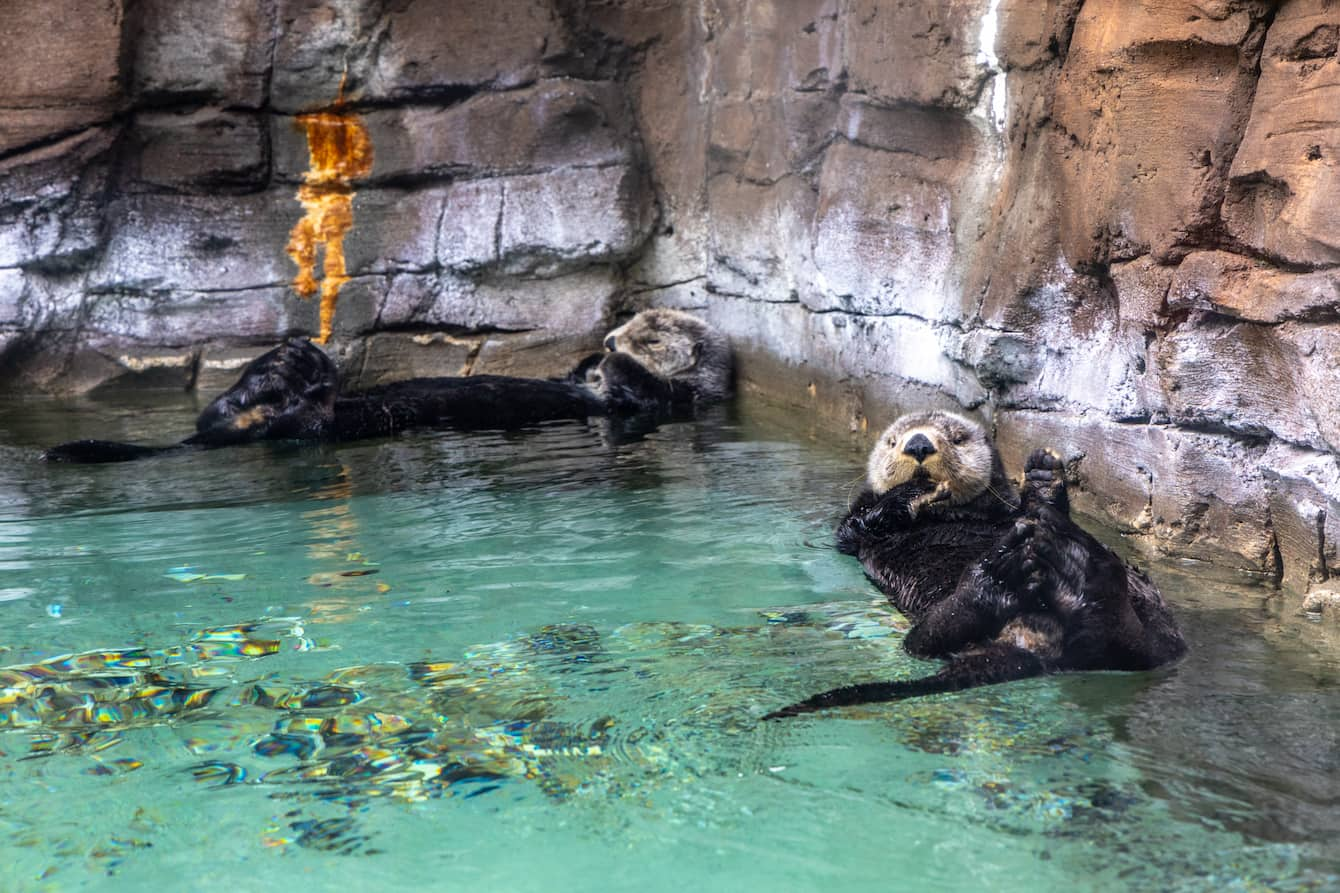 Sea otters Mishka and Sekiu floating on their backs in their habitat at the Seattle Aquarium.