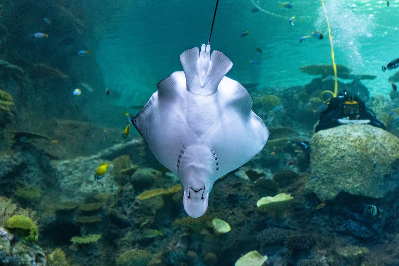 A spotted eagle ray swimming upside-down, belly-forward in The Reef habitat. A diver is peering over a rock in the background.