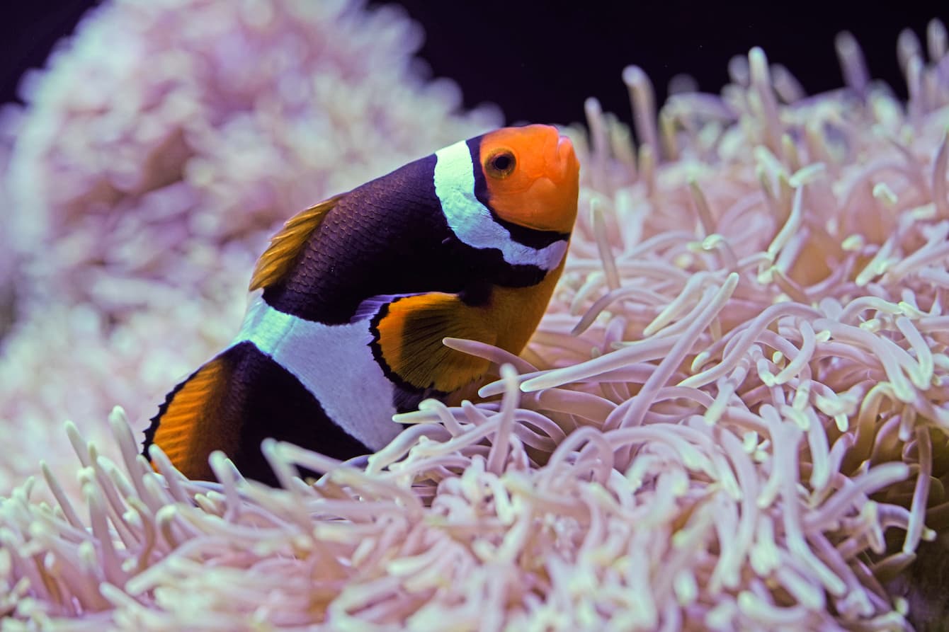 A clownfish resting on top of a pink anemone.