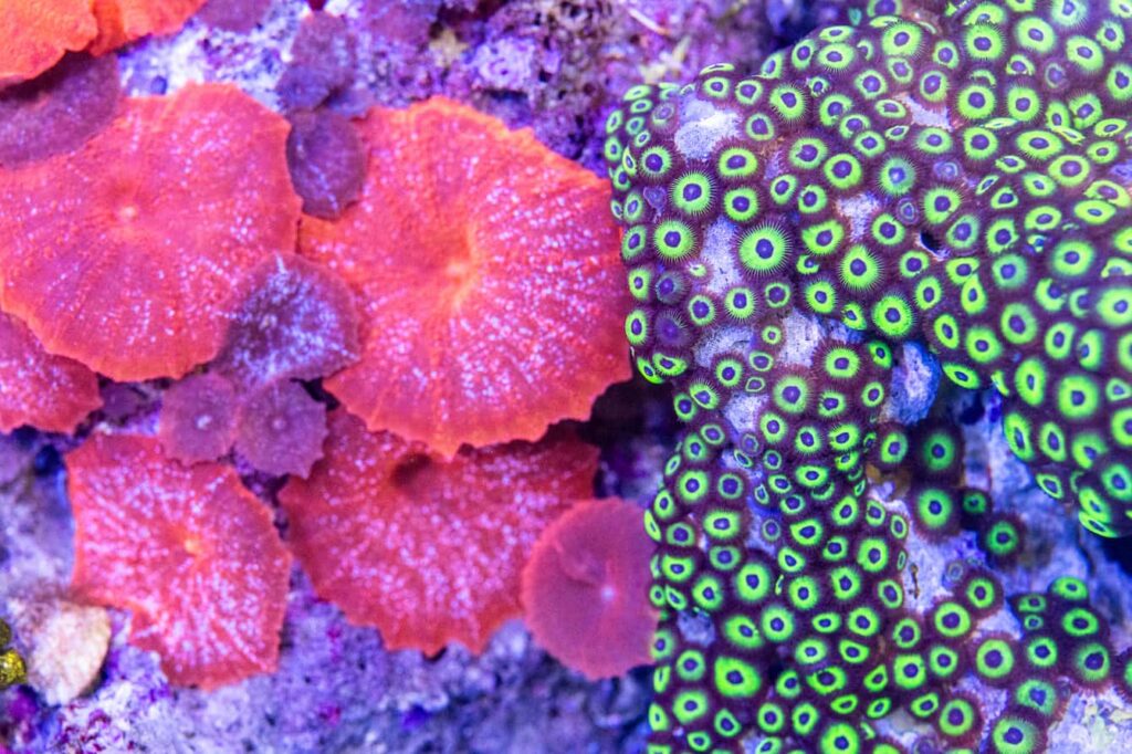 Pink and green corals growing over a rock.