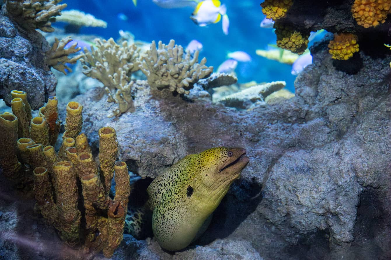 A yellow moray eel poking its head out of a rocky crevice.