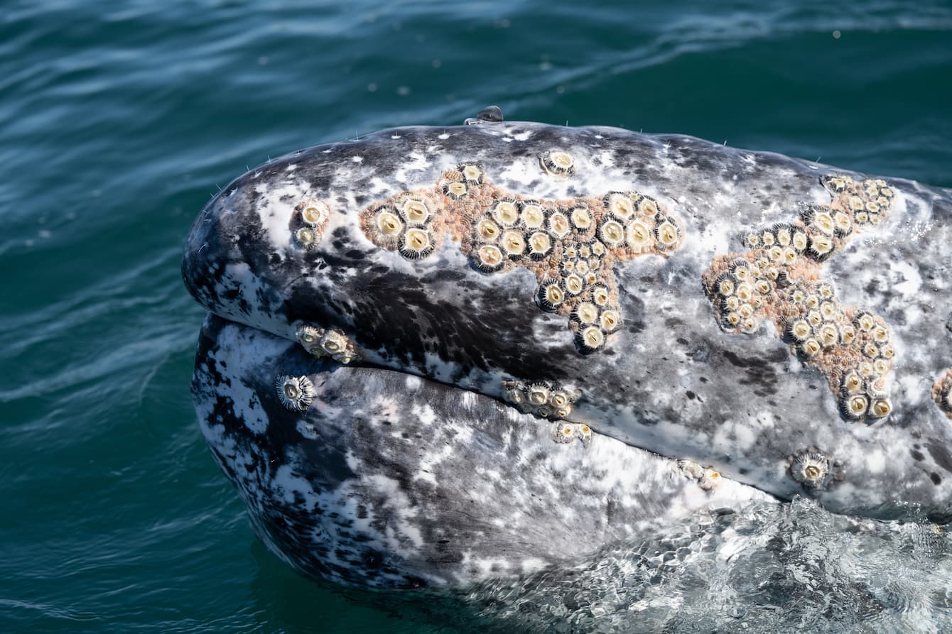 A whale poking its head out of the ocean's surface; the whale's head is covered in barnacles.