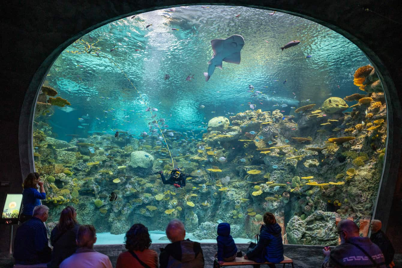 A group of people sitting in front of The Reef habitat in the Ocean Pavilion. Fish, rays, a bowmouth guitarfish, and a diver can be seen swimming in the habitat.