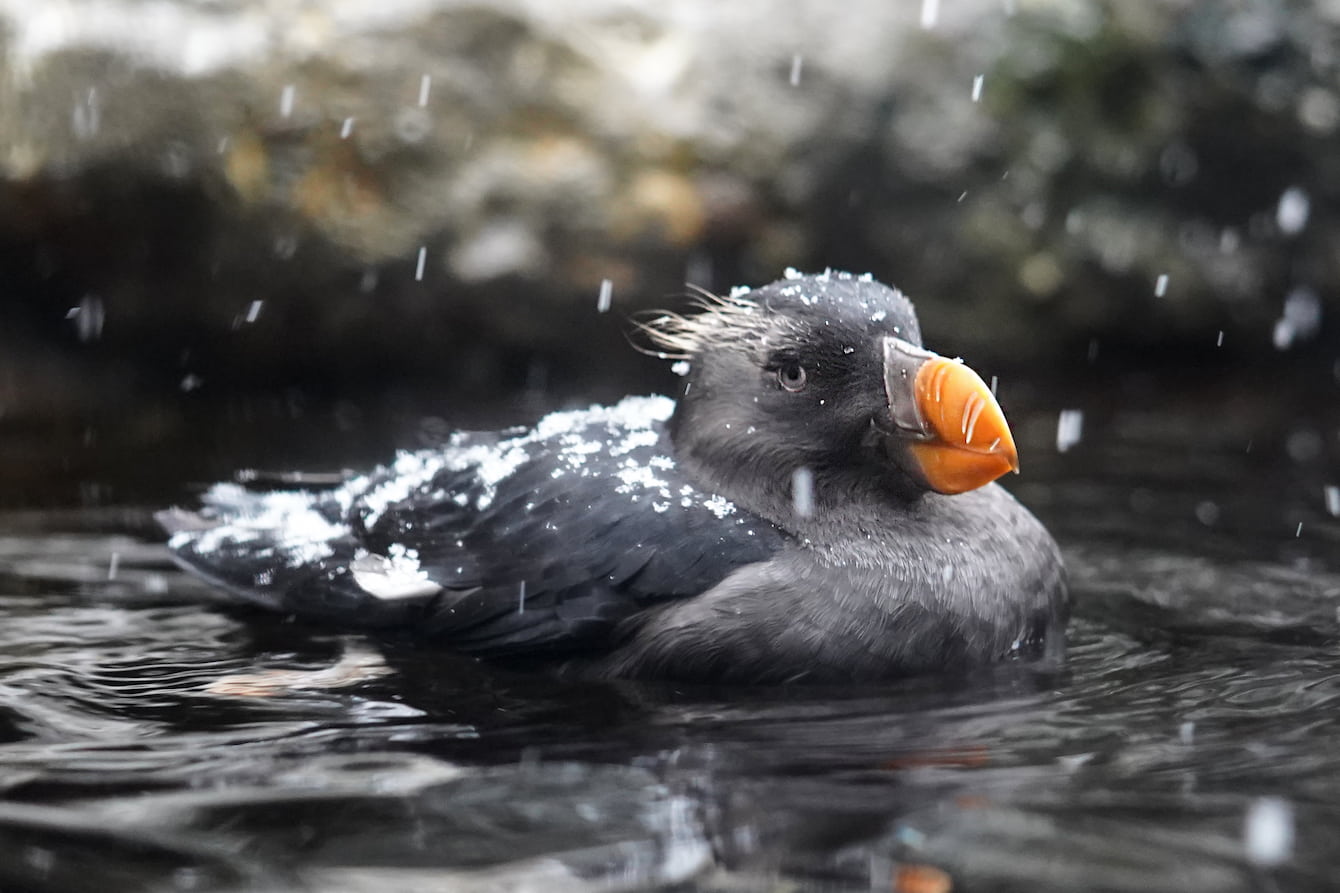 A tufted puffin, a black bird with a bright orange beak, floating on top of the water as snow falls.