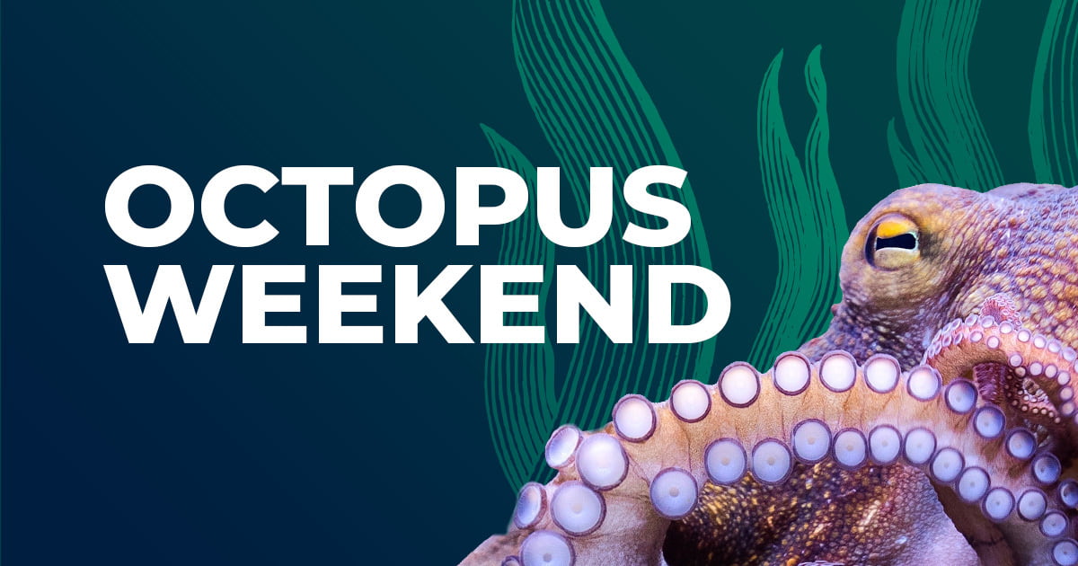 Octopus Weekend event image