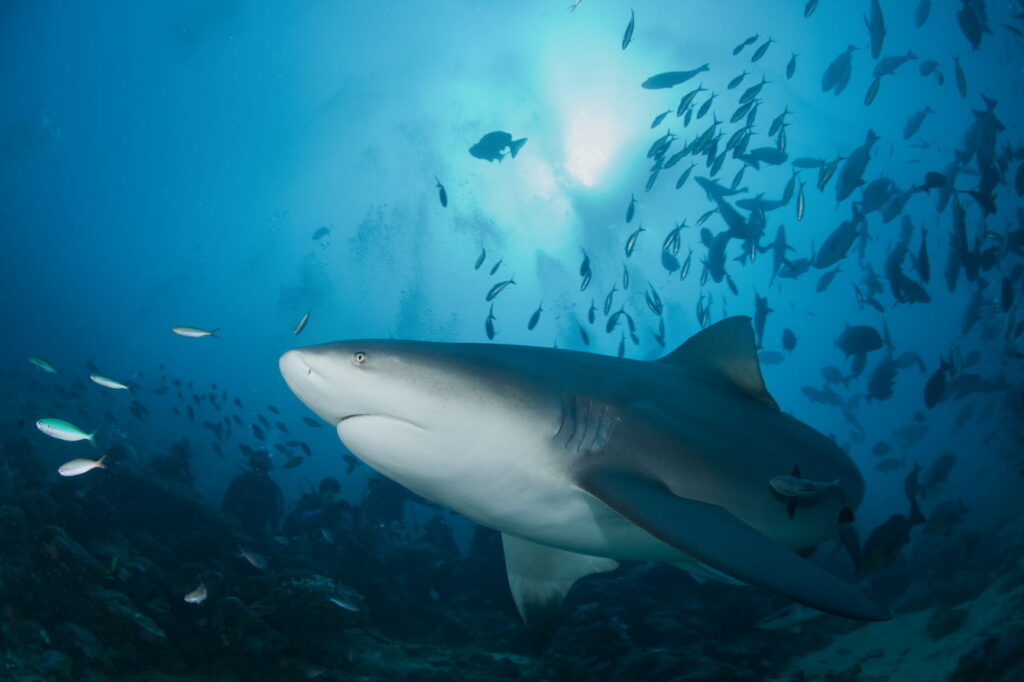 A bull shark swimming amongst schools of fish.